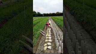 देखिए yellow chives की खेती करके लाखों की कमाई 🤯 garlic chives [upl. by Yaluz]