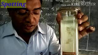 Std XI Science Biology Practical Spotting  Oscillatoria Agaricus Sargassum Funaria Cycas by GBA [upl. by Vial]