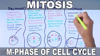 Mitosis  MPhase [upl. by Oecile]