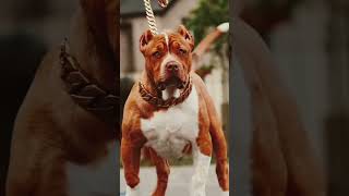 Akita vs pitbull who one win🔥🐶shortsvideo shorts viralviral videopitbullanimals akita dogs [upl. by Maker]