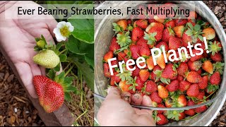 EverBearing Strawberries Fast Multiplying Free Plants [upl. by Rothberg]