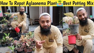 How To Repot Aglaonema Plant👏Aglaonema Plant Care👏Best Potting Mix For Aglaonema👌 [upl. by Ailedo]