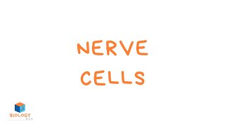 Nerve Cells KS3 Specialised Cells  Nerve Cell Adaptations [upl. by Naihtniroc]