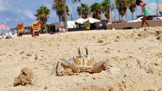 Tufted ghost crab at Netanya beach [upl. by Arahsak]