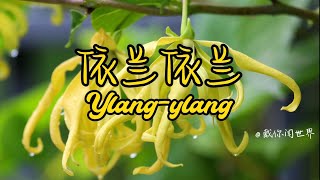 学习香水原料：依兰依兰（Ylangylang） [upl. by Zorah]