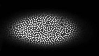 Early mitotic divisions in a Drosophila embryo [upl. by Charlotte]