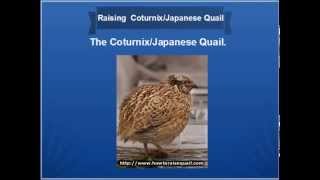 Coturnix Quail [upl. by Yebloc481]