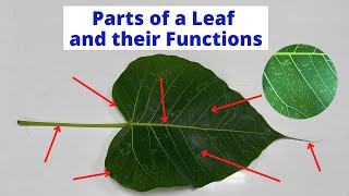 PARTS OF A LEAF  Leaf Parts and their Functions  Science Lesson [upl. by Egoreg]