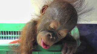 BABY ORANGUTAN [upl. by Atteragram]