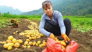 Harvesting 30kg of Potatoes Goes To Market Sell  Grow Vegetables  New Free Bushcraft [upl. by Paulo]