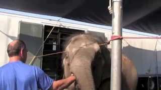 Circus elephants are roadies too [upl. by Nolyak]