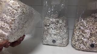 How to Make Mushroom Fruiting Bags and Plant Mushroom Spawn [upl. by Yseult]