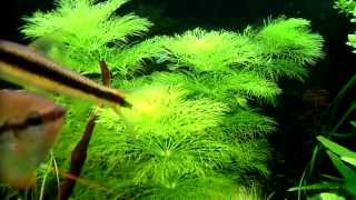 Limnophila sessiliflora  aquatic plants guide [upl. by Bolme]