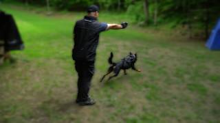 Amazing Rottweiler Control Watch and Learn [upl. by Link]