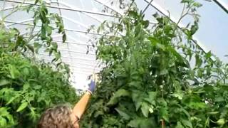 Tomatoes  Doubling Your Yield with Two Main Stems [upl. by Nosreh]