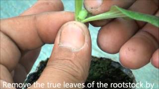 How to graft cucurbits [upl. by Schulman414]