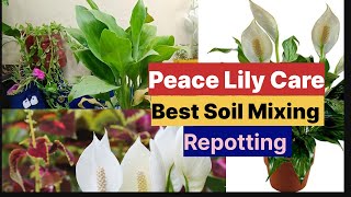 How to make peace lily plant healthy peacelily garden indoorplanting [upl. by Krug]