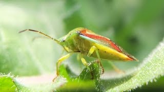 Elasmostethus interstinctus  Shield Bug  Bunte Blattwanze [upl. by Ateikan48]