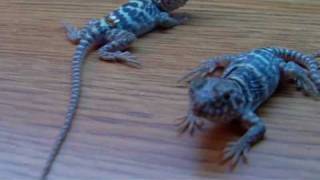 Baby Collared Lizards [upl. by Sibylla437]