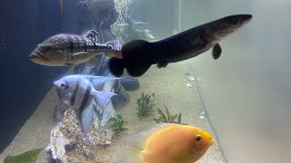 Arapaima Week Update FEEDING [upl. by Emilia]