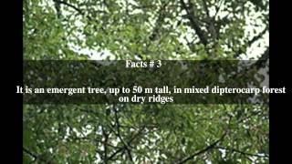 Dipterocarpus caudatus Top  5 Facts [upl. by Eilsel]