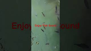 Fish Sound amazing nature viralvideo wildlife fishing viralshort bhatnagarWave21 [upl. by Roderigo]