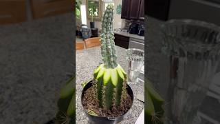 Grecas degraft amp regraft cactus grecas grafted cactus tpm sungoddess cactusjeff [upl. by Baer]