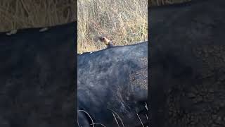 Oxpeckers Choose to Mate on Buffalo Back Birdmating birdwatchinginkenya [upl. by Pardoes247]