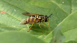 Waspmimicking Hoverfly Chrysotoxum sapporense [upl. by Mab]