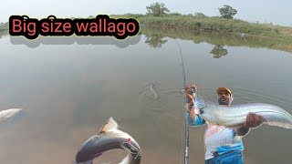 सिवडा मछली पडन पतन Big size wallago attu [upl. by Kuo]