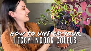 Indoor Coleus Care Pt 2  Rehabbing A Leggy Coleus  Your Questions [upl. by Ayanet]