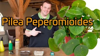 Tips voor de verzorging van je Pannenkoekenplant Pilea Peperomioides [upl. by Ahsienat581]