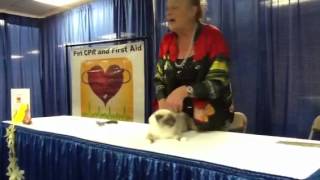 Jan Rogers CFA judge on grooming a cat [upl. by Kristos]