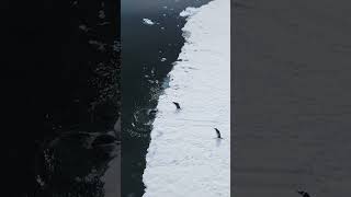 Antarctica Gentoo Penguins Jumping in Water antarctica gentoo penguins nature wildlife HA64457 [upl. by Trik61]