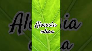 Alocasia odora plantas naturaleza jardin alocasia [upl. by Asi]