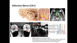 Cranial Nerve I CN I Olfactory Nerve 서경진 [upl. by Wivinah]