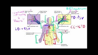 Anatomy amp Physiology Crash Course Basic Immunology [upl. by Kessiah222]