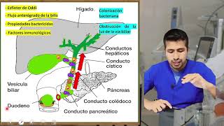 Fisiopatología de la colangitis [upl. by Jacinthe]