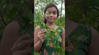 লক্ষী জবা গাছের ডাল থেকে চারা তৈরি 🌱🌺 gardening gardenplants hibiscusplant plants viralshorts [upl. by Aleibarg]