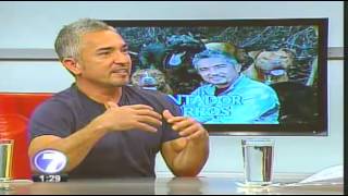 Cesar Millan quotEl Encantador De Perrosquot En Costa Rica Entrevista En Telenoticias [upl. by Euqinot886]