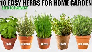 Top 10 Easy To Grow Herbs For Beginners  SEED TO HARVEST [upl. by Drucilla]