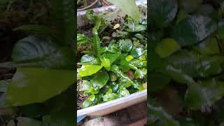 Anubias Emersed shorts anubias aquascape [upl. by Nytsud]