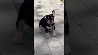 bulldogs french frenchbulldog frenchbulldogpuppies frenchie [upl. by Neelra]