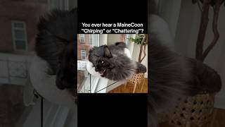 MaineCoon Talking To Birds mainecoon catlover catvideos bigcat cats pets kitten catfacts [upl. by Sydalg]