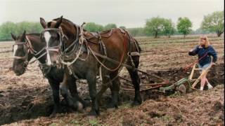 Legacy of the Percheron Horse in America [upl. by Huang118]