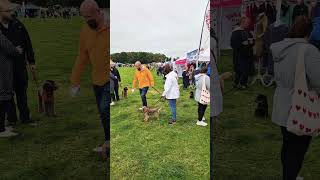 Northeast dog fest [upl. by Davide]