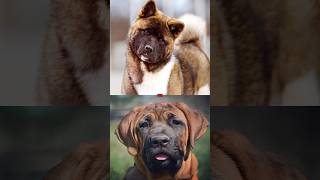 AKITA VS TOSA INUCANE CORSO [upl. by Atinot]