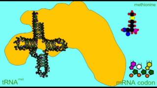 Methionylthreonylthreonylglutaminylarginylisoleucine [upl. by Pascoe]