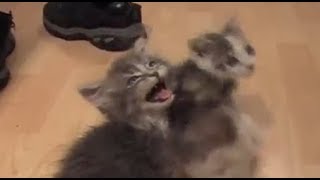 Cats and kittens meowing for 10 straight hours [upl. by Landrum]