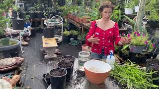 ways to propagate the ground orchid quotEpidendrum Radicans September 9 2022 [upl. by Victor]